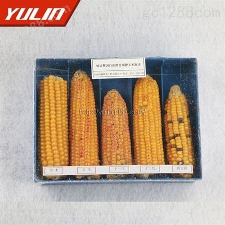 验证基因自由组合规律玉米标本 中小学教学标本  教学使用