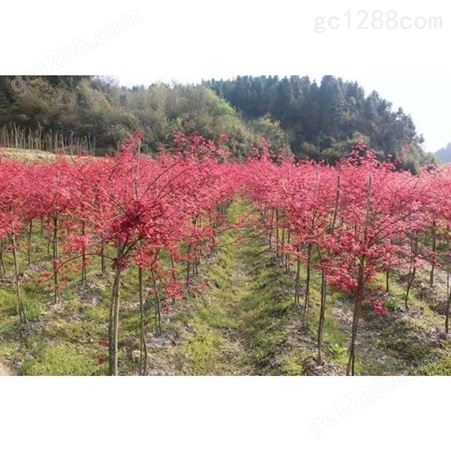 雄风园林美国红枫小苗价格 苗圃批发直销彩色观叶植物  8公分美国红枫