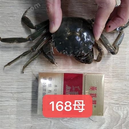 168母蟹2两母蟹27规格38规格硬规格大闸蟹/小螃蟹/小河蟹批发价格