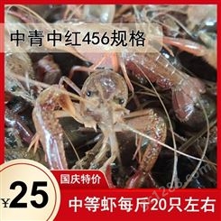 十一期间 鲜活小龙虾降价  中青中红456钱规格25元每斤 楚淼水产正常营业  欢迎购买