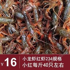 21年10月楚淼水产 鲜活小龙虾 红虾批发 234规格小红16元每斤  广州深圳包直达费用