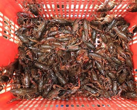 21年10月小龙虾批发 清水小龙虾 678规格青虾31元每斤 深圳广州包直达费用