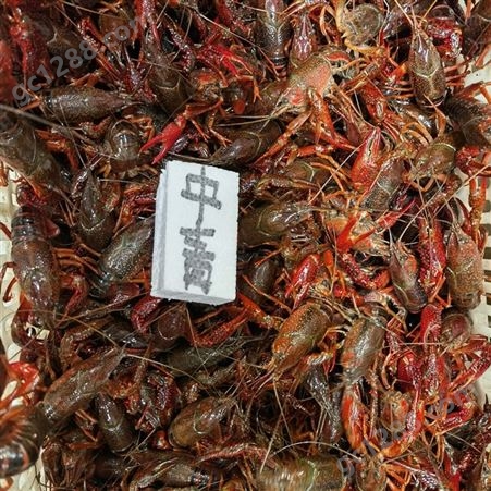 21年10月小龙虾批发 清水小龙虾 678规格青虾31元每斤 深圳广州包直达费用