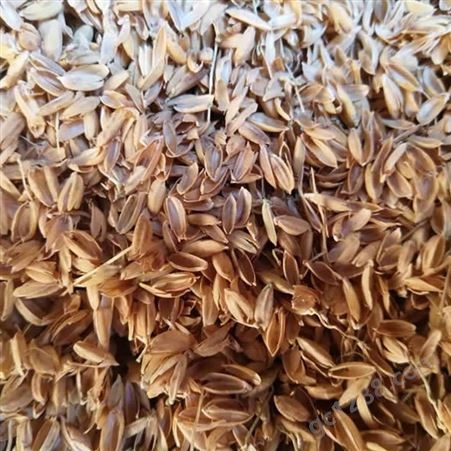 酿酒原料除尘稻壳 菌类培养种植用稻壳 养殖垫料边坡绿化
