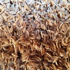 压缩稻壳 新鲜干净无杂陈 发酵覆盖填充物 直供出售 早春农产品