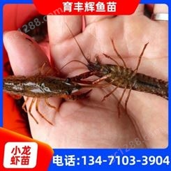 南宁小龙虾苗批发厂家 淡水小龙虾价格5-6公分
