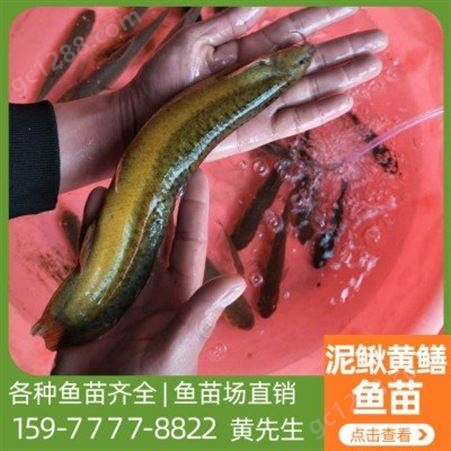 泥鳅养殖场 出售 3-5cm泥鳅鱼苗 生长速度快 产量高 品种齐全