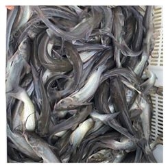 水产鱼苗养殖 鱼塘养专用鱼种 易养活 育兴渔业现货出售