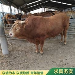 散养改良育肥杂交鲁西黄牛牛犊 技术指导 环境适应力强