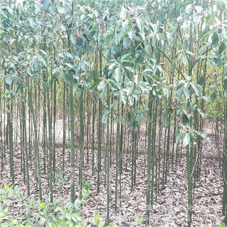 基地供应香樟树苗 庭院绿化四季常青植物 工程用苗小叶香樟树