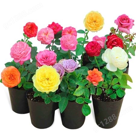玫瑰花盆栽花卉观花绿植物室内花苗庭院阳台大花月季浓香四季开花