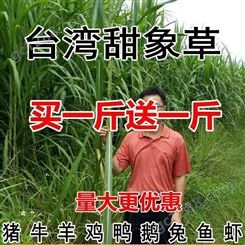 中国台湾甜象草种子多年生高产四季牧草种子皇竹草牛兔鱼畜牧养殖草籽