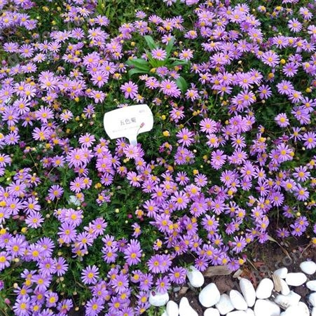 五色菊种子菊花种子阳台盆栽室内易种庭院观花景观花草植物花种子