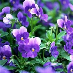 花卉种子 紫罗兰种子 室内阳台盆栽易种耐寒观花种子 开花不断