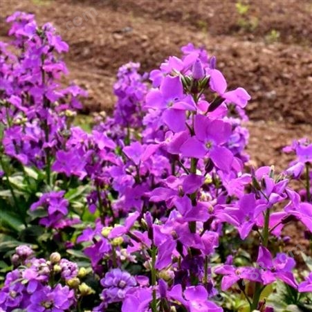 花卉种子 紫罗兰种子 室内阳台盆栽易种耐寒观花种子 开花不断