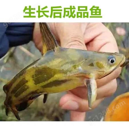 黄骨鱼 提供幼苗 成品回收 长期合作 技术指导